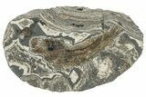 Oligocene Fossil Clupeoid Fish (Beksinskiella) - Poland #320621-1